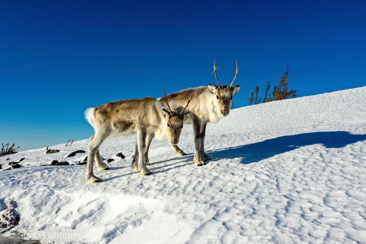 Yllaes Kanerva 108 Exteriör bild